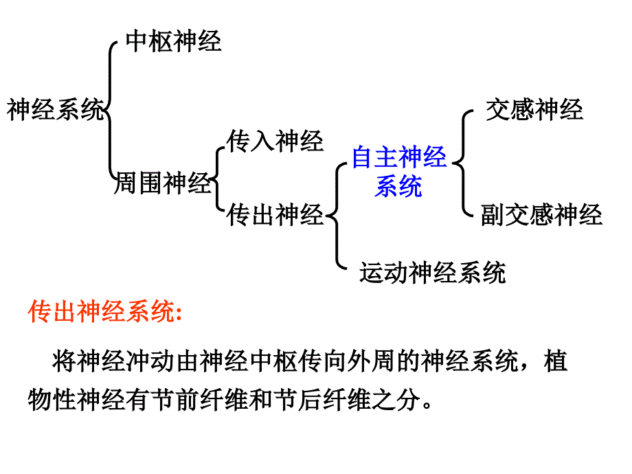 自主神经系统药理概论资料课件_第3页