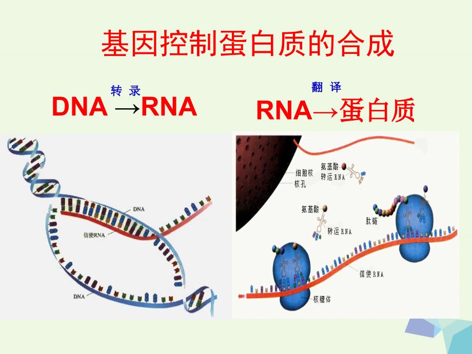 高中生物 4_1 基因指导蛋白质的合成教学课件 新人教版必修21_第4页