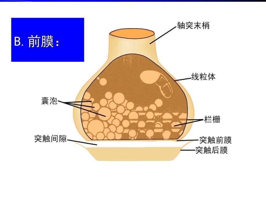 神经元的信息传递课件_第5页