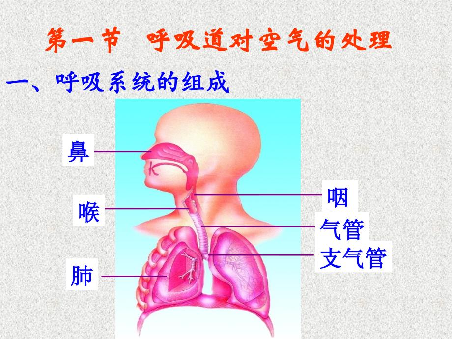 2018年中考生物名师复习幻灯片：人体的呼吸(共26张ppt)_第2页