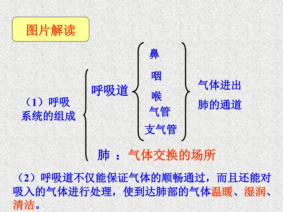 2018年中考生物名师复习幻灯片：人体的呼吸(共26张ppt)_第3页