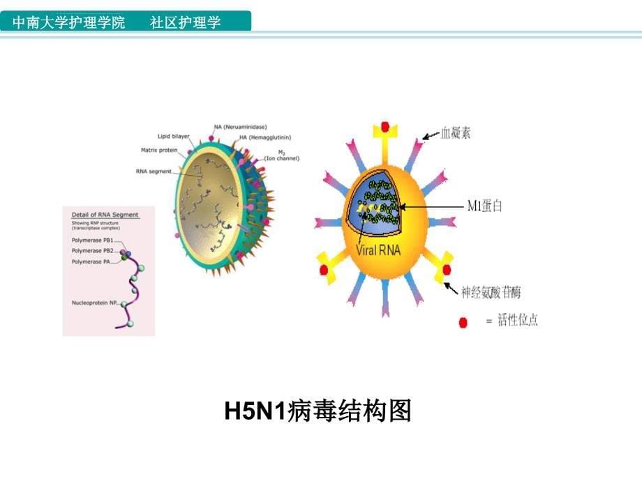 社区禽流感的防治(精)课件_第5页