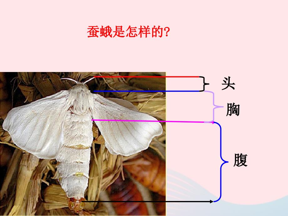 三年级科学下册 动物的生命周期 4 蛹变成了什么课件2 教科版_第3页