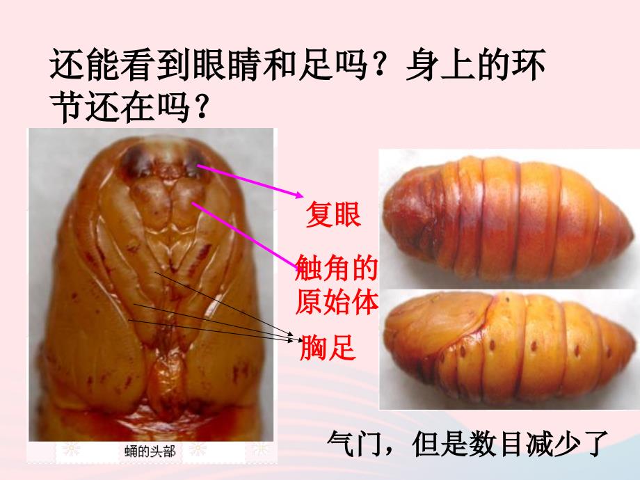 三年级科学下册 动物的生命周期 3《蚕变了新模样》课件2 教科版_第4页