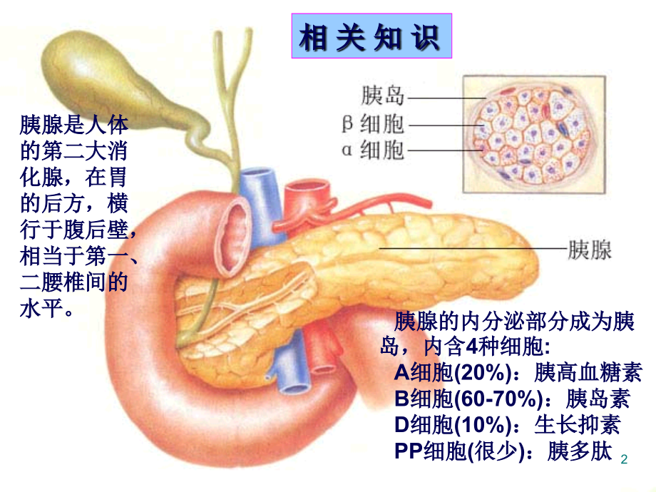 胰岛素及口服降糖药--ppt课件_第2页