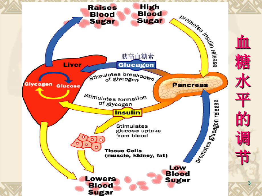 胰岛素及口服降糖药--ppt课件_第3页