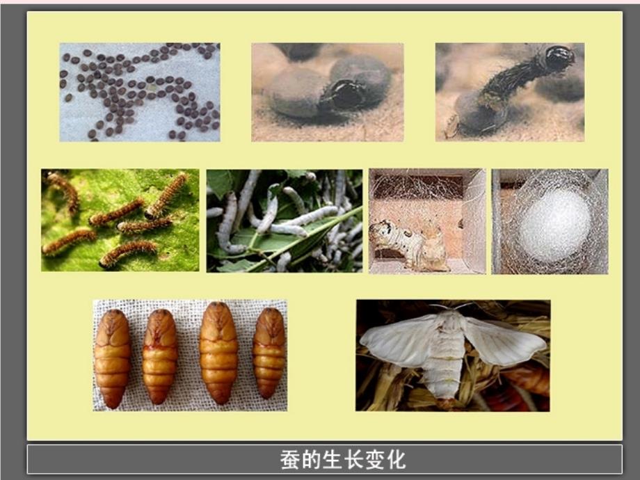 三年级科学下册 动物的生命周期 5 蚕的生命周期课件3 教科版_第2页