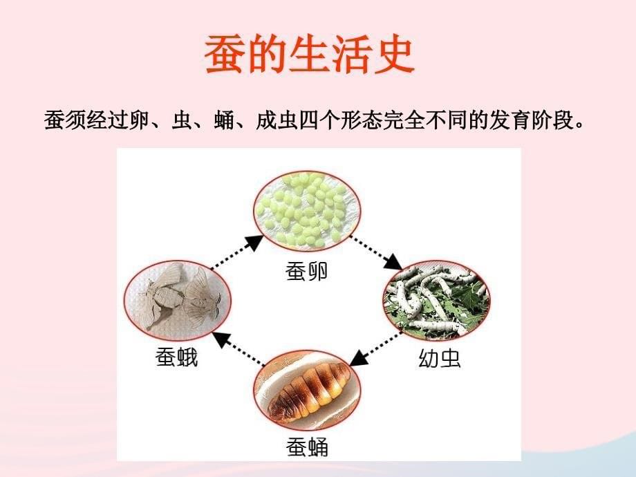 三年级科学下册 动物的生命周期 5 蚕的生命周期课件3 教科版_第5页