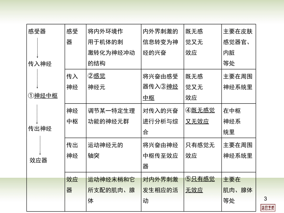 高考生物一轮用书(-课时训练)第八单元-第二课时-动物生命活动的调节一课件_第3页