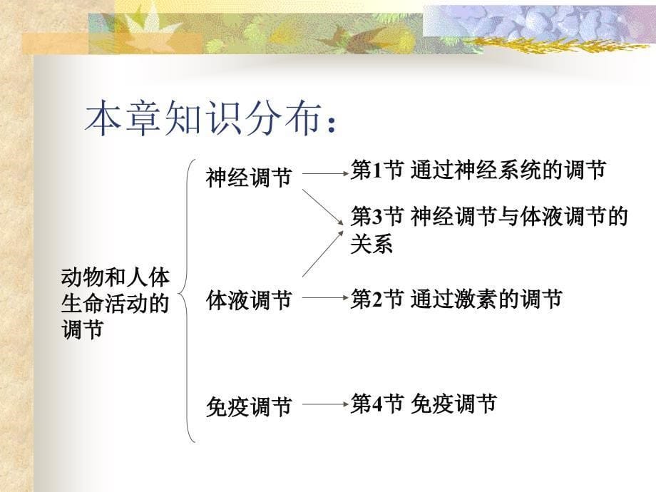 高中生物通过神经系统的调节课件2-新课标-人教版-必修3.ppt_第5页