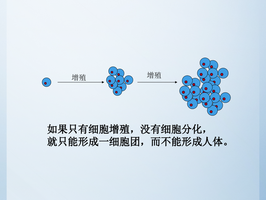 细胞分化干细胞细胞生物学ppt课件_第4页