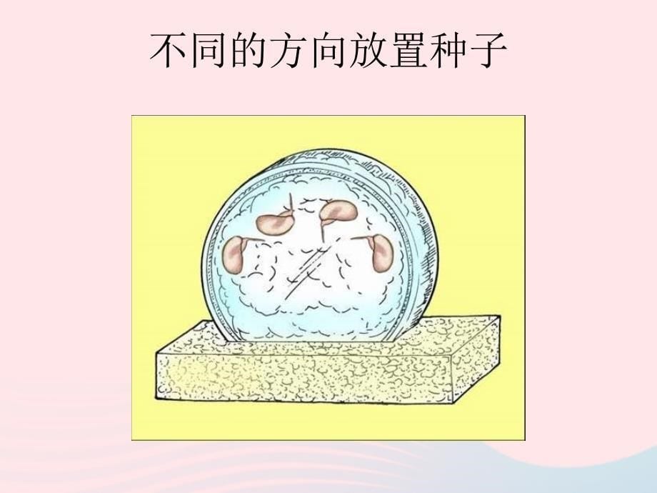 三年级科学下册 植物的生长变化 3 我们先看到了根课件1 教科版_第5页