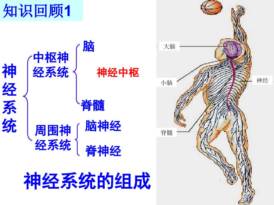 通过神经系统的调节课件yong_第2页