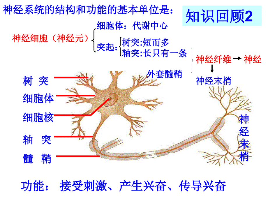 通过神经系统的调节课件yong_第3页