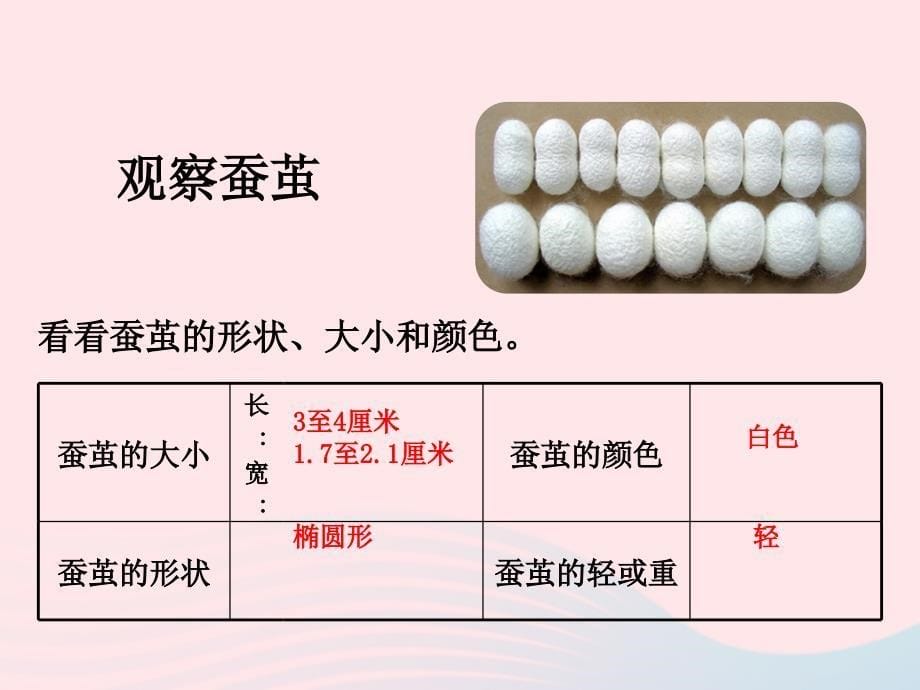 三年级科学下册 动物的生命周期 3 蚕变了新模样课件3 教科版_第5页