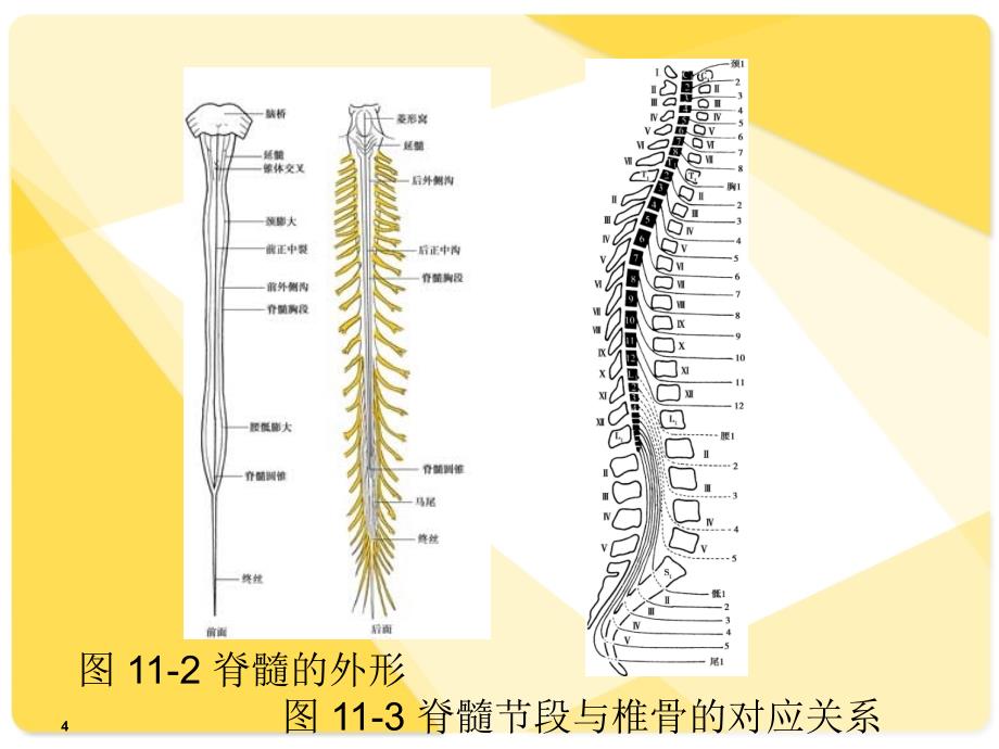 解剖学基础课件第11章-神经系统汇总_第4页