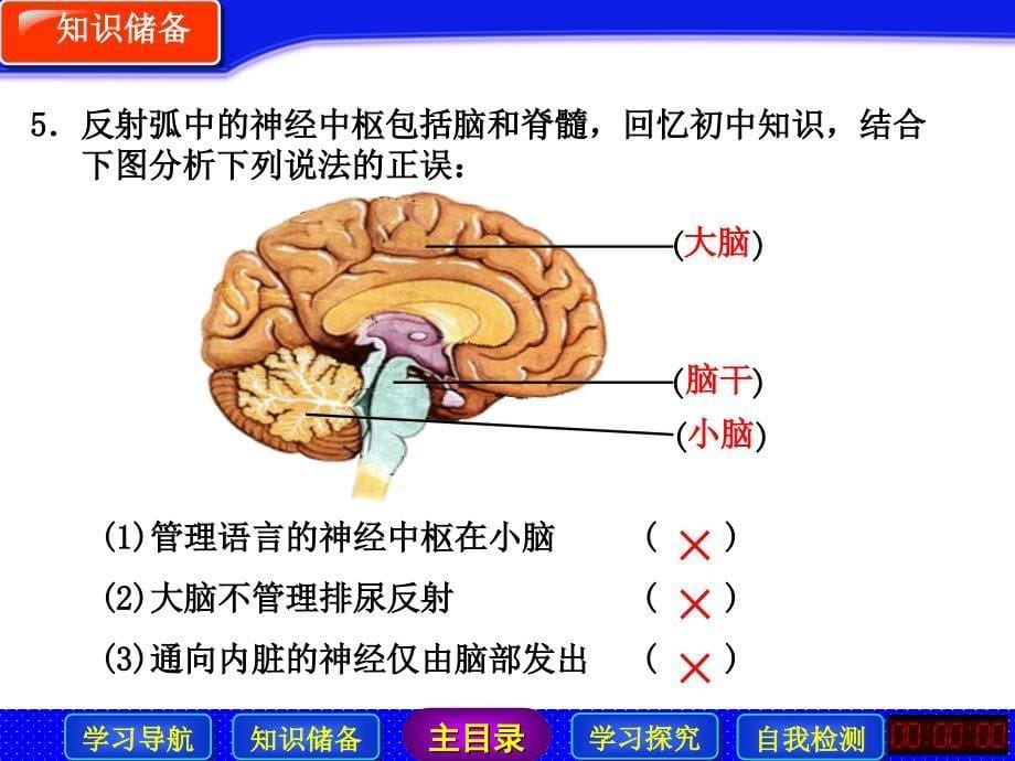 通过神经系统的调节(ⅱ)-课件(人教必修)_第5页