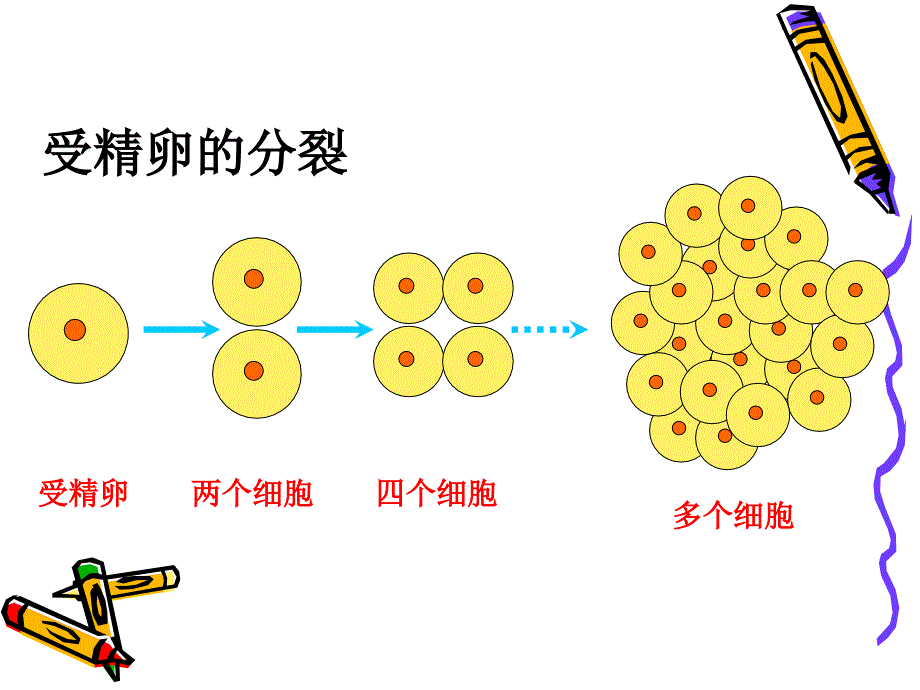 细胞分化形成组织讲义_第3页