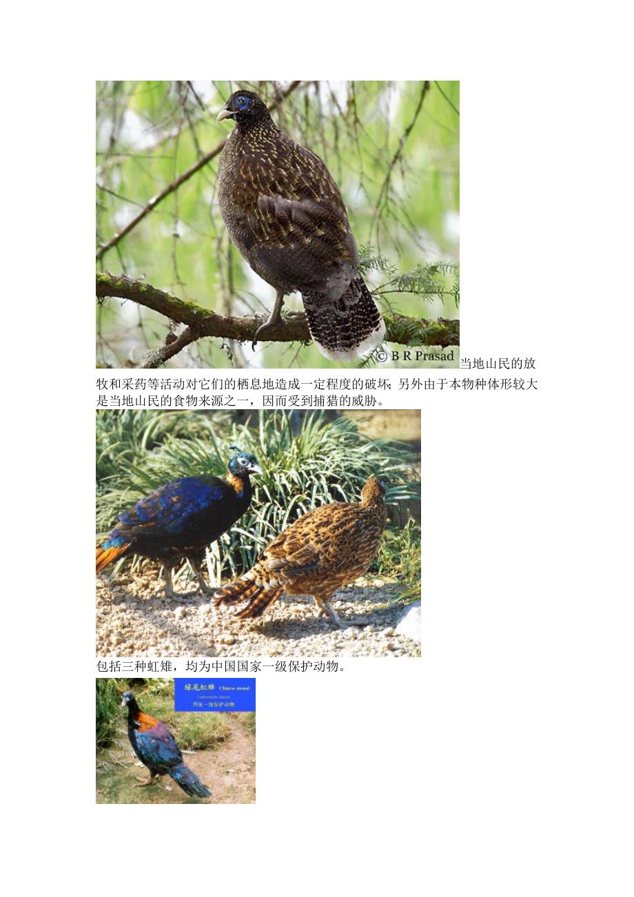 国家重点保护野生动物——虹雉_第4页