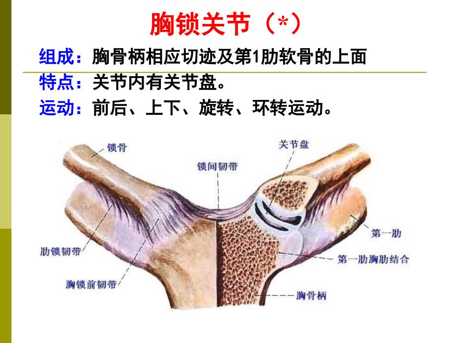 课件：上下肢关节、颅骨连结_第2页