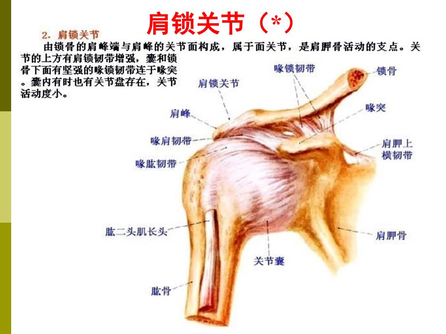 课件：上下肢关节、颅骨连结_第3页