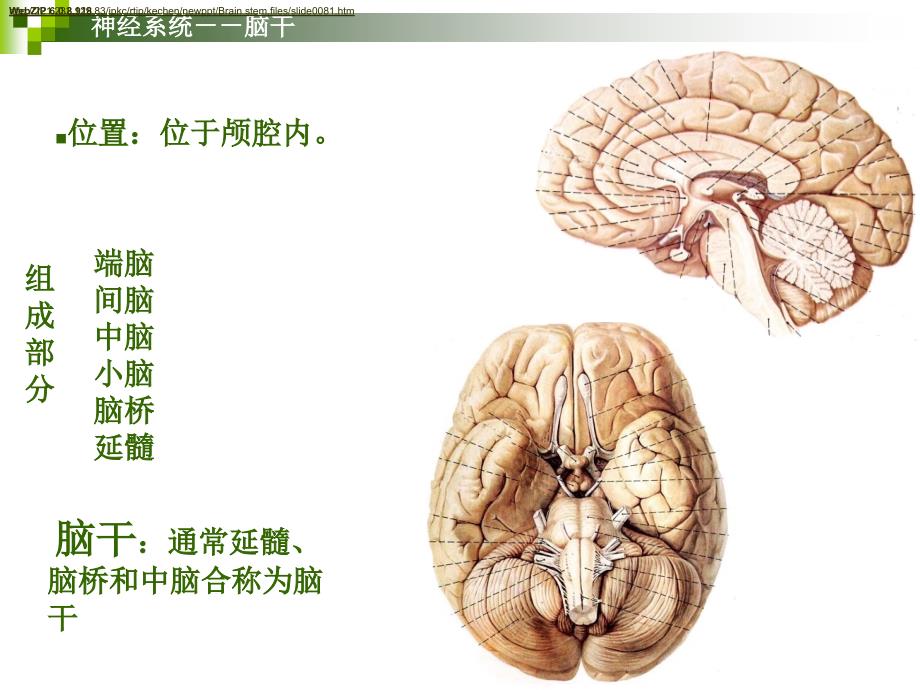 课件：神经系统脑干人体解剖学系统解剖学_第2页