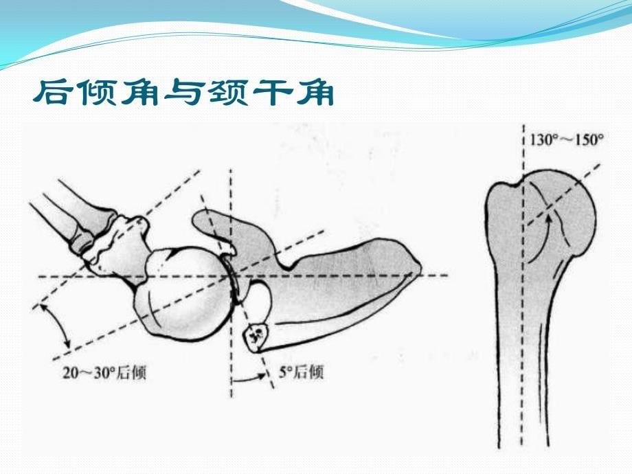 肱骨近端解剖特点_第5页