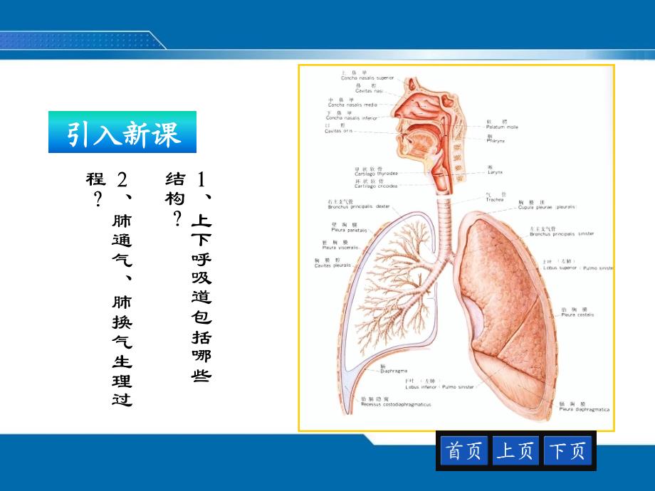 咳嗽咳痰咯血发绀呼吸困难评估_第2页