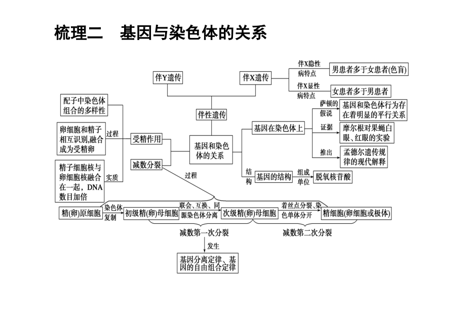 2011高考一轮复习幻灯片：遗传基本定律的知识梳理与题型探究_第4页