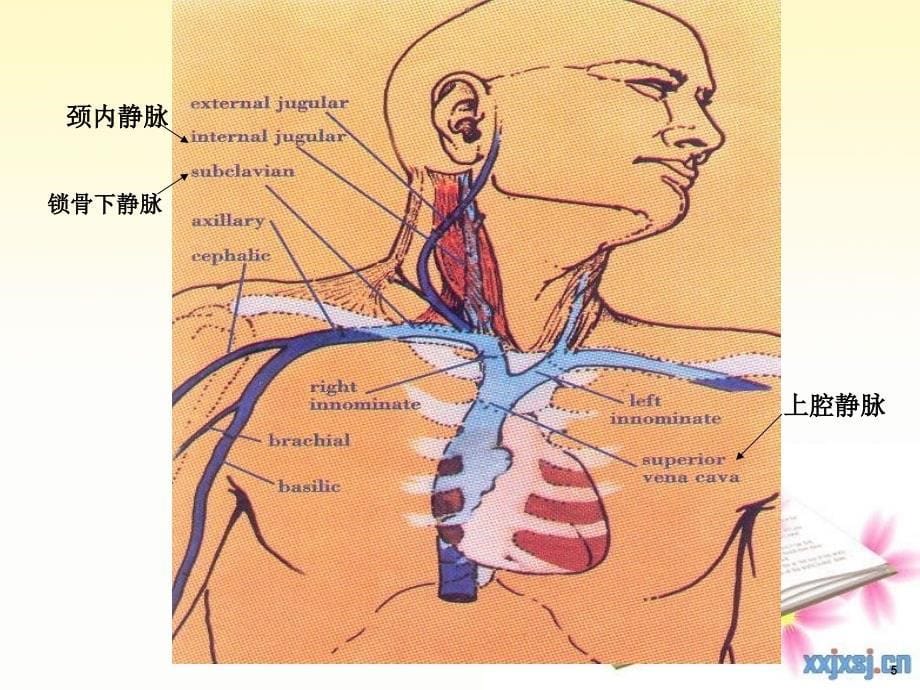 中心静脉置管护理ppt课件116_第5页