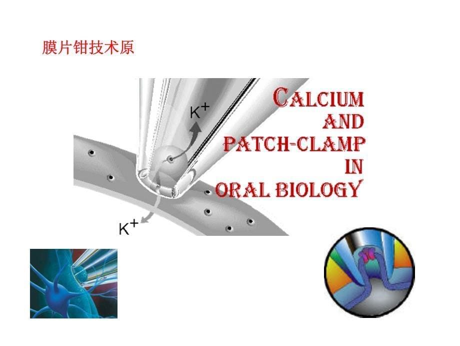 patch clamp膜片钳技术的原理和应用(超全的哦).pdf_第5页