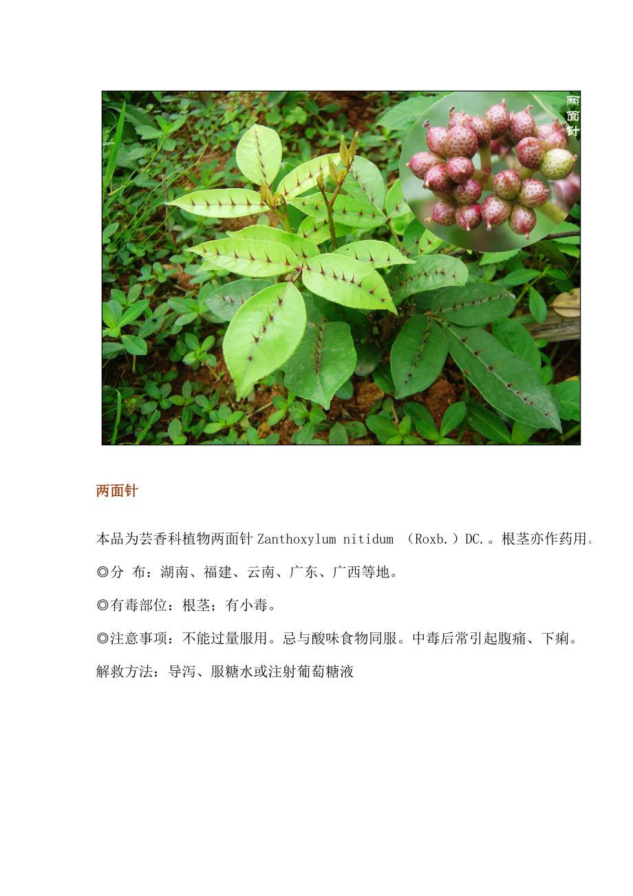 有毒植物图片_第4页