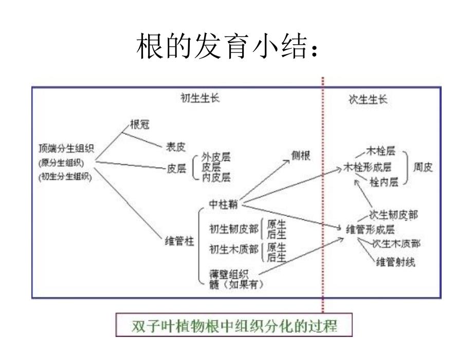 营养器官-茎_第1页