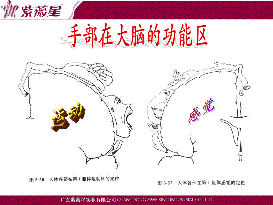 手诊 广东紫薇星实业有限公司教育培训系列课程_第4页