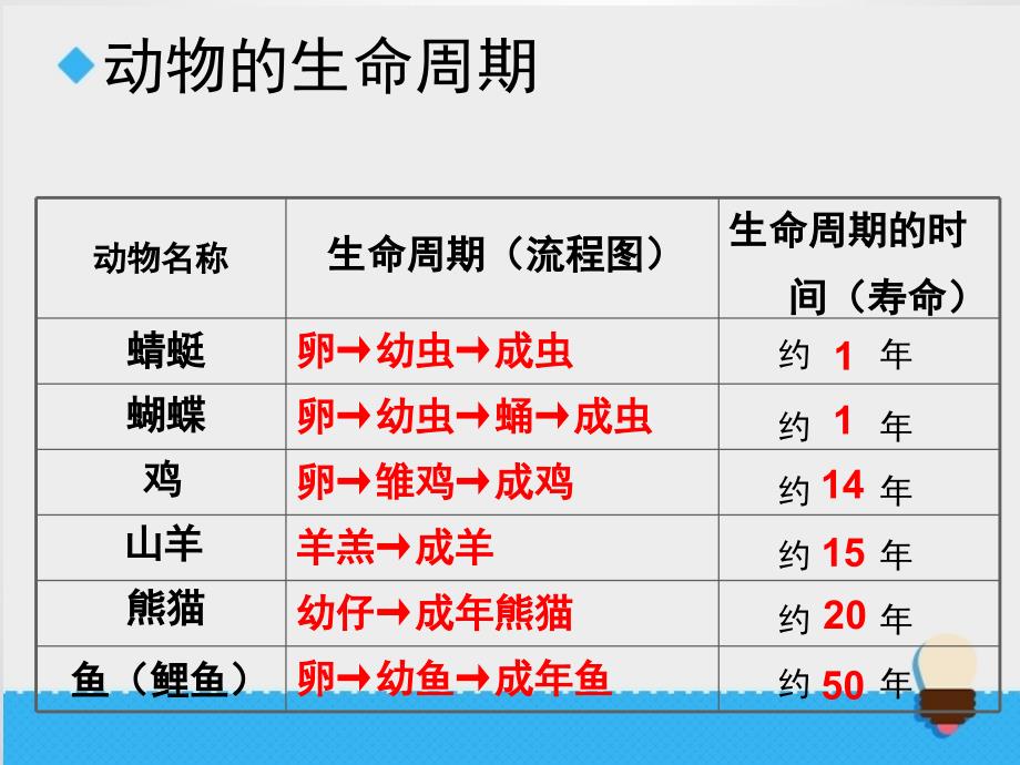 《其他动物的生命周期》课件_第4页