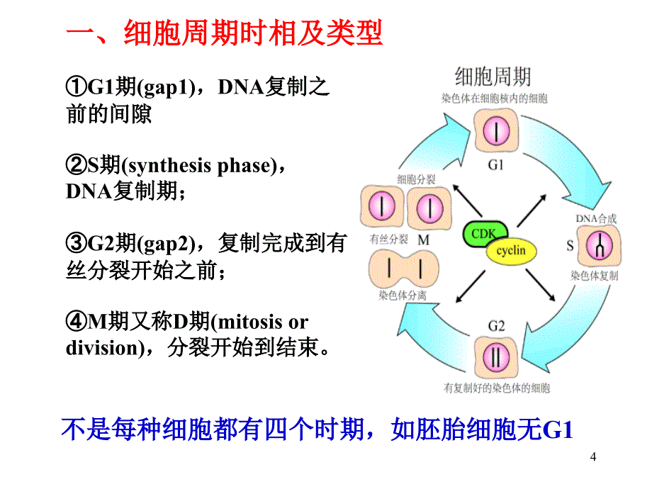 10_细胞周期与细胞分裂_第4页