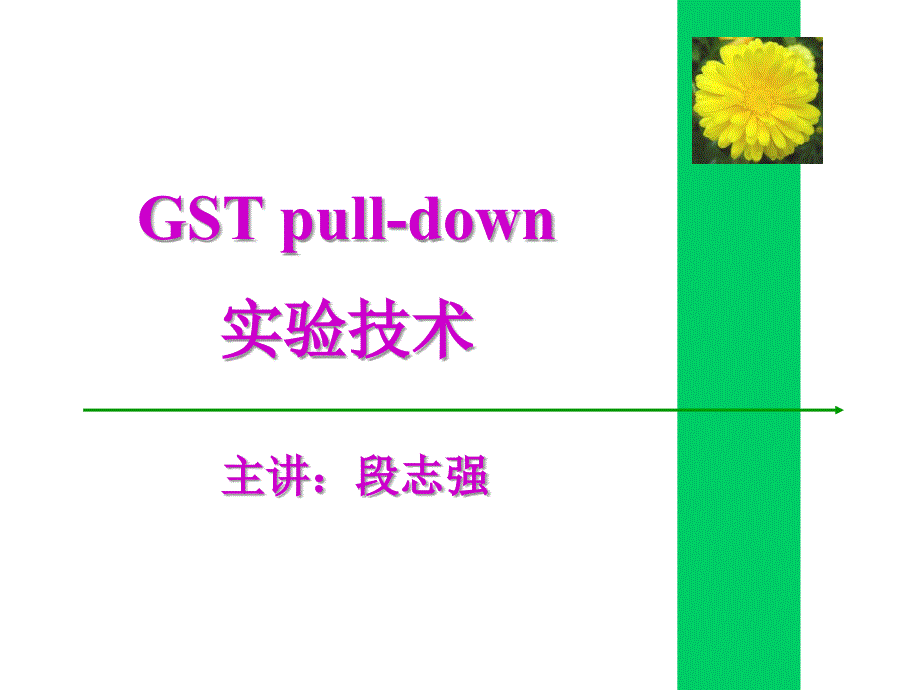 gst pull-down实验技术_第1页