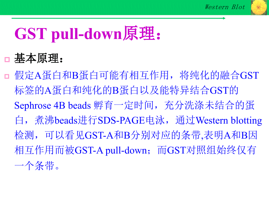 gst pull-down实验技术_第4页