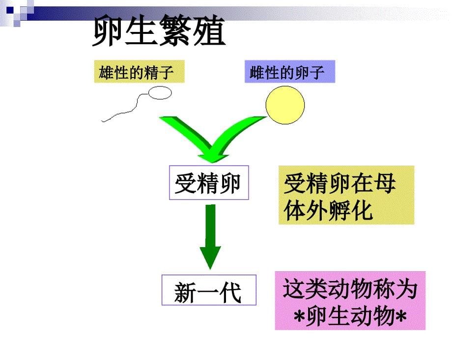 动物的繁殖活动课件(实用)_第5页