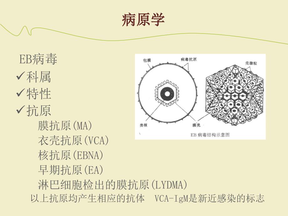 传染性单核细胞增多症 (2)_第4页