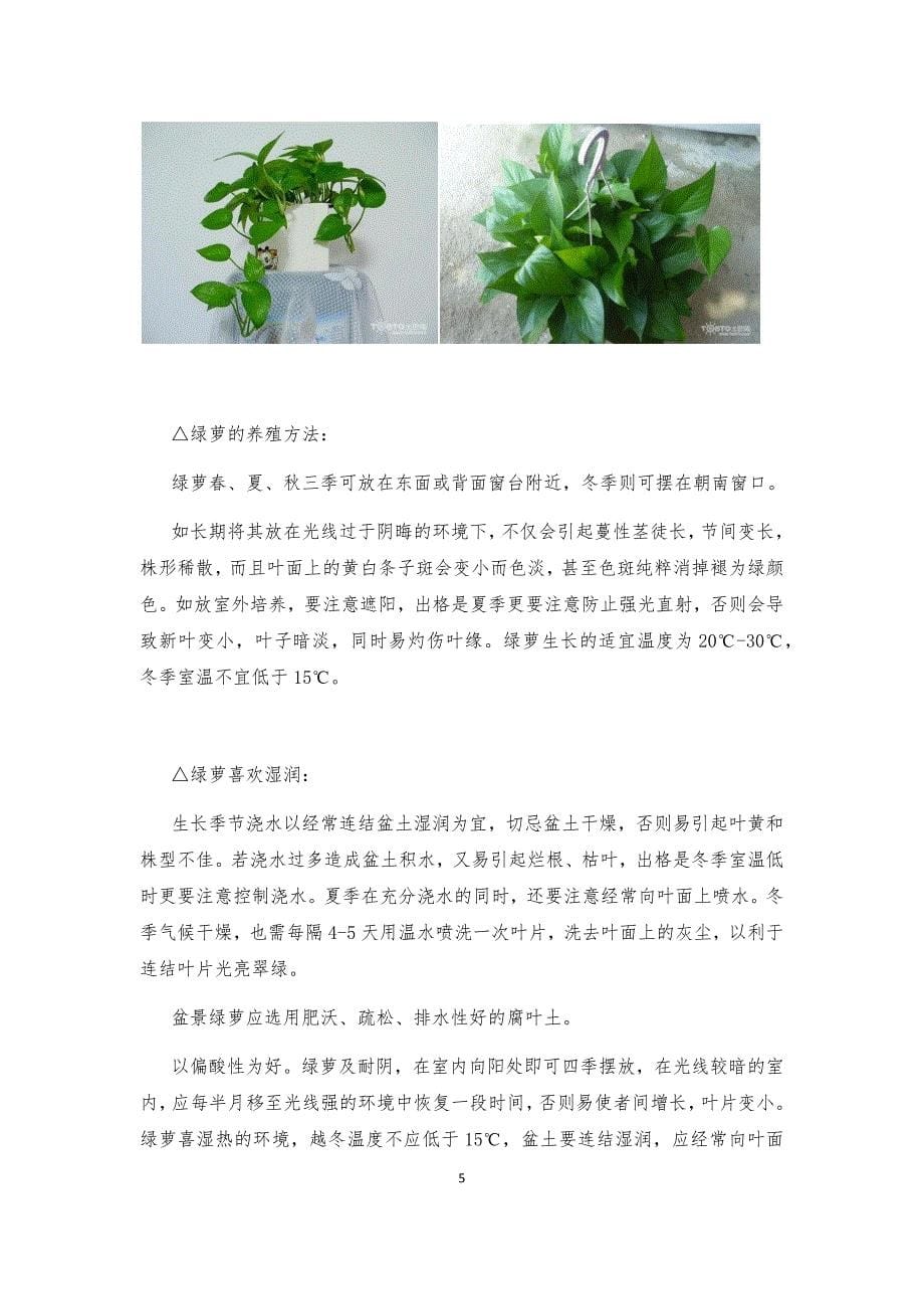 办公室绿植养殖方法及注意事项_第5页