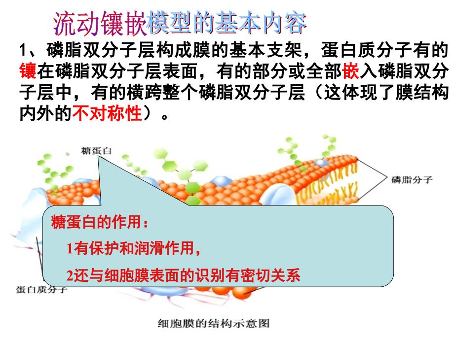 细胞器及生物膜系统_第2页