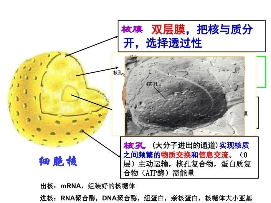 细胞器及生物膜系统_第5页