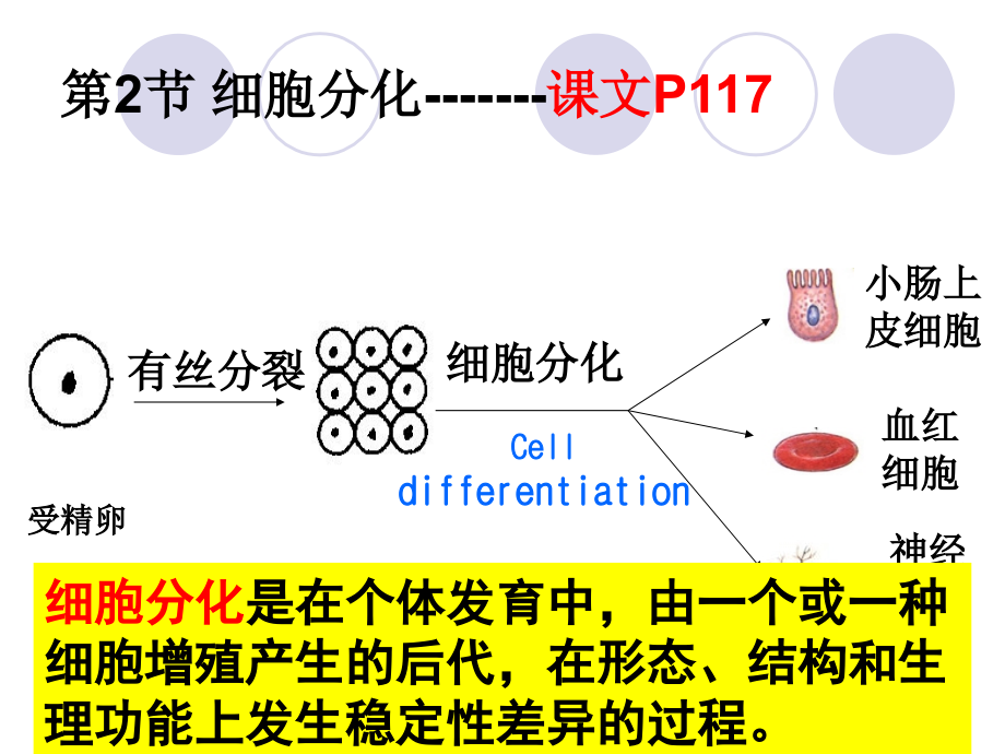 6.2.3细胞分化、衰老、凋亡和癌变_第4页