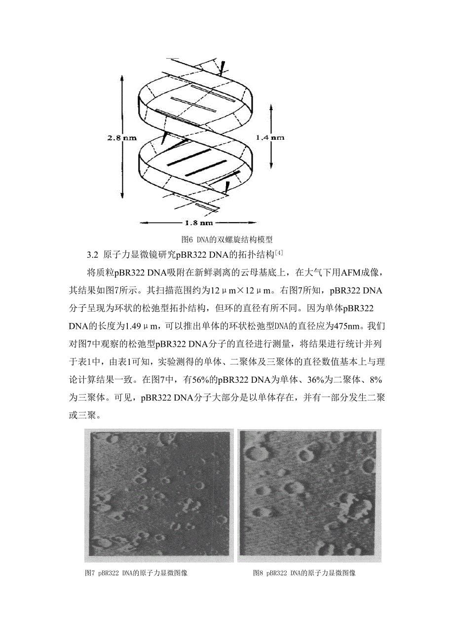 dna结构分析_第5页