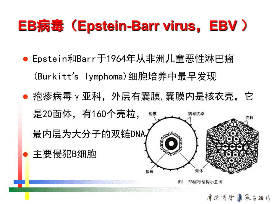 eb病毒感染的特殊表现.总结_第2页