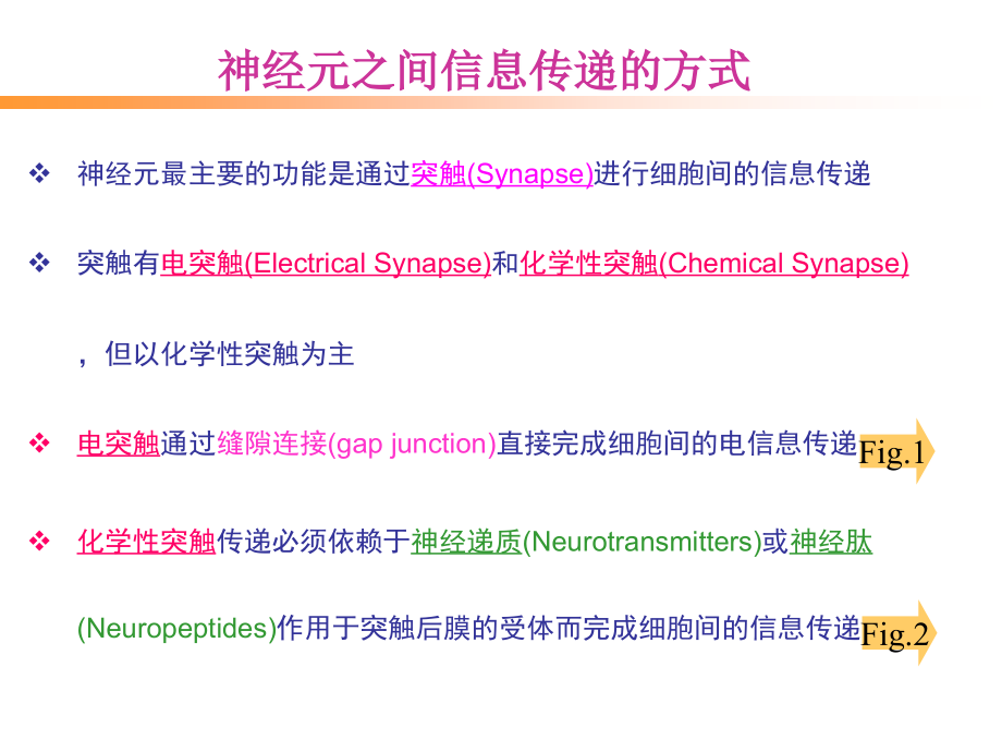 北大神经生物学课件4神经元的信息传递_第2页