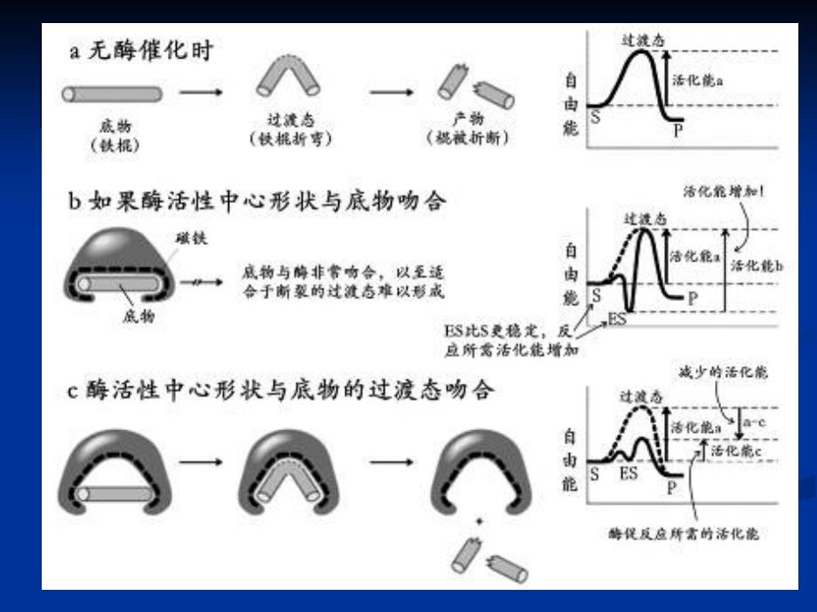 酶工程制药(二)_第4页