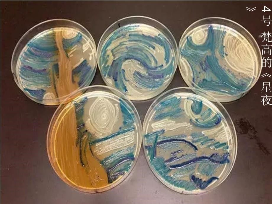 美国首届微生物培养皿艺术大赛_第5页