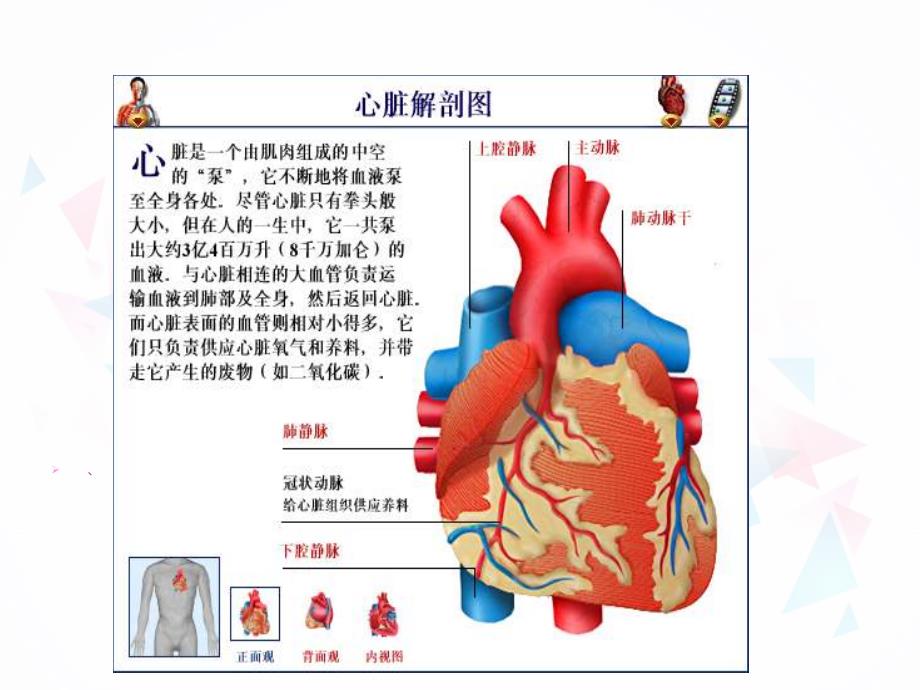 心脏血管结构_第2页